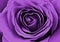 Beautiful purple rose. Macro image