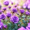 Beautiful purple roses are blooming in the garden. It is a lively nature.