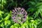 Beautiful purple spherical inflorescence of Decorative Onion, named also Allium, on the blurred background of lush foliage.