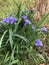 Beautiful Purple Spiderwort 3 Petal Blossom with Yellow Stamens - Tradescantia