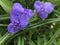 Beautiful Purple Spiderwort 3 Petal Blossom with Yellow Stamens - Tradescantia