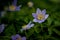 Beautiful purple spring windflower with yellow center on a b