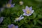 Beautiful purple spring windflower with yellow center on a blurry background