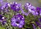 Beautiful purple starry night petunias