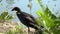 Beautiful Purple Swamphen