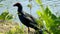 Beautiful Purple Swamphen