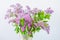 Beautiful purple Syringa vulgaris flowers