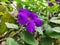 beautiful purple thunbergia erecta