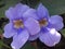 Beautiful purple thunbergia grandiflora