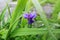 Beautiful purple  tradescantia in green leaves