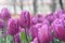 Beautiful purple tulips in the spring garden