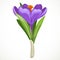 Beautiful purple vector crocus flowering