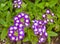 Beautiful purple Verbena flowers