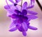 Beautiful purple violet flower, gorgeous nature