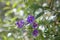 Beautiful Purple Violet Flowers Close-up. Beautiful Purple Violet Flowers Close-up. Colorful floral horisontal image