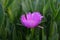 Beautiful Purple Violet Flowers Close-up. Beautiful Purple Violet Flowers Close-up. Colorful floral horisontal image