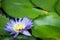 Beautiful purple water lily blooming on water surface and green leaves toned, purity nature background, aquatic plant or lotus flo