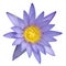 A beautiful purple water lily or lotus flower isolate on white background with clipping path.