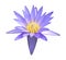 A beautiful purple water lily or lotus flower isolate on white background with clipping path.