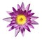 Beautiful purple waterlily or lotus flower