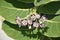 Beautiful Purple and White Flowering Giant Milkweed