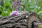 Beautiful purple and white foxgloves