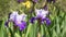 Beautiful purple and white irises moving on the wind in a garden. 4K UHD Video footage, static camera.