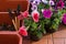 Beautiful purple, white and petunia corals, flower boxes on the balcony on a warm sunny day.