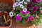 Beautiful purple, white and petunia corals, flower boxes on the balcony on a warm sunny day.