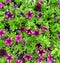 Beautiful purple and white petunias. Top view.