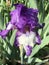 Beautiful Purple and White Tall Bearded Iris Blossom - Perennial Flowers