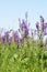 Beautiful purple wild flowers