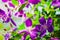 Beautiful purple wildflower Melastoma malabathricum, nature