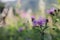 Beautiful purple wildflowers in meadow on mountain hills. Knapweed blooming flowers