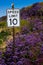 Beautiful purple wildflowers surrounding a speed limit sign