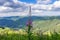 Beautiful purple willowherb  epilobium  on the top of the Carpathian mountains in Transylvania