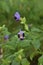 Beautiful purple wishbone flower