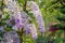 Beautiful Purple Wreath Petrea Volubilis. Linn. decorated in garden.