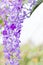 Beautiful Purple Wreath Petrea Volubilis or Queen`s Wreath,Sandpaper Vine decorated in garden with bokeh background. Flower,