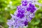 Beautiful purple wreath vine Petrea Volubilis or queen`s wreath vine flower
