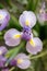 Beautiful purple and yellow irises in bloom