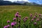 Beautiful Purples Flowers in Dolomites