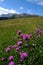 Beautiful Purples Flowers in Dolomites