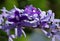 The Beautiful Purples of the Queen`s Wreath Flowers