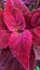 beautiful purplish red ornamental flowers