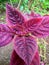 a beautiful purplish red ornamental plant flower