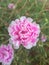 a beautiful purslane flower with a whitish pink color, a beautiful flower when it blooms