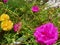 Beautiful purslane or portulaca flowers have many color variants