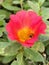 Beautiful Purslane Red Flower Closeup