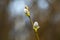 Beautiful pussy willow branch with catkins outdoors, closeup